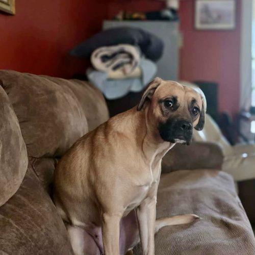 Enlarge Rose, a Adoptable mixed breed in Sanford, NC image 6/6