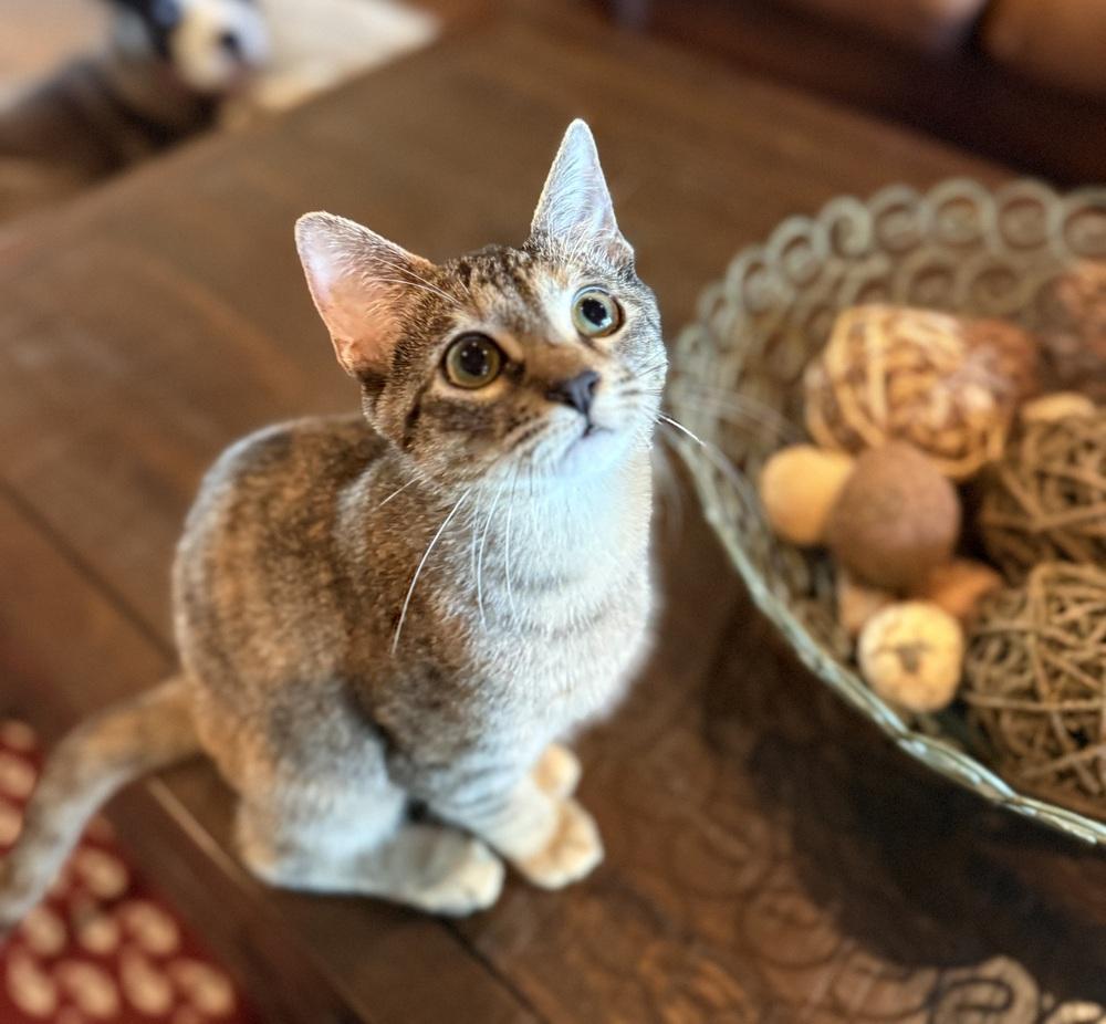 Tora, Adoptable, Kitten Female Domestic Short Hair & Siamese.