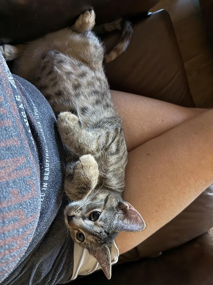 Enlarge Tora, a Adoptable mixed breed in Austin, TX image 2/6