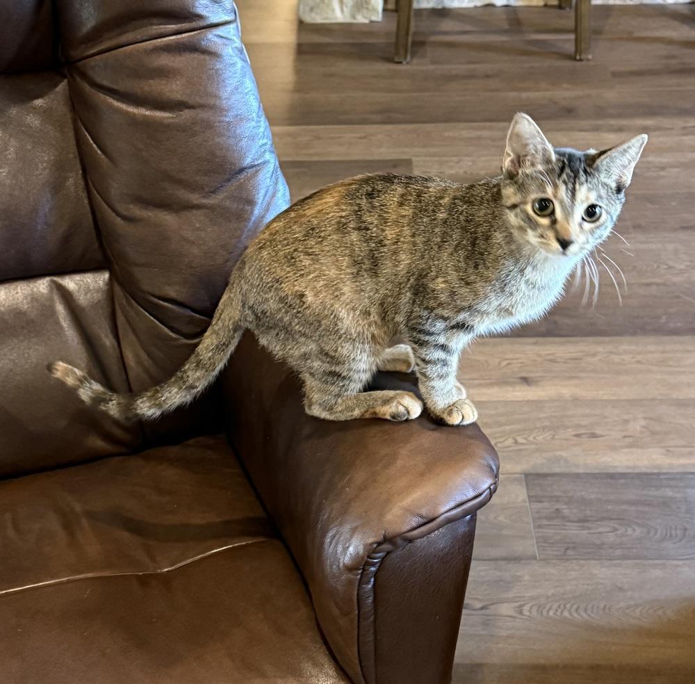 Enlarge Tora, a Adoptable mixed breed in Austin, TX image 3/6