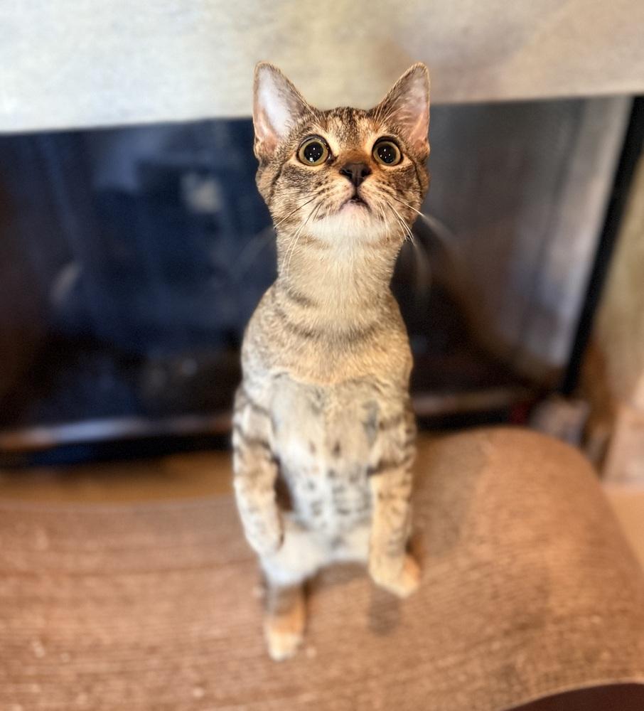 Enlarge Tora, a Adoptable mixed breed in Austin, TX image 4/6