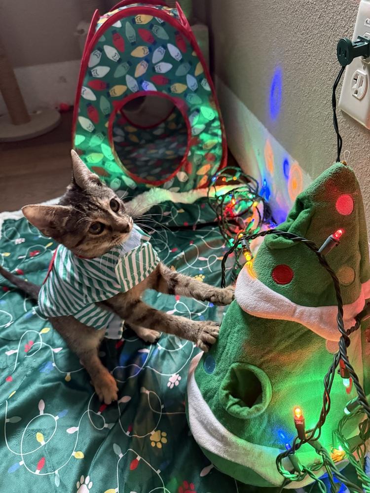 Enlarge Tora, a Adoptable mixed breed in Austin, TX image 5/6