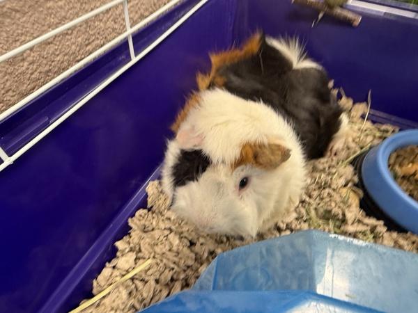 Enlarge Homer, a Adoptable mixed breed in Great Falls, MT image 1/1