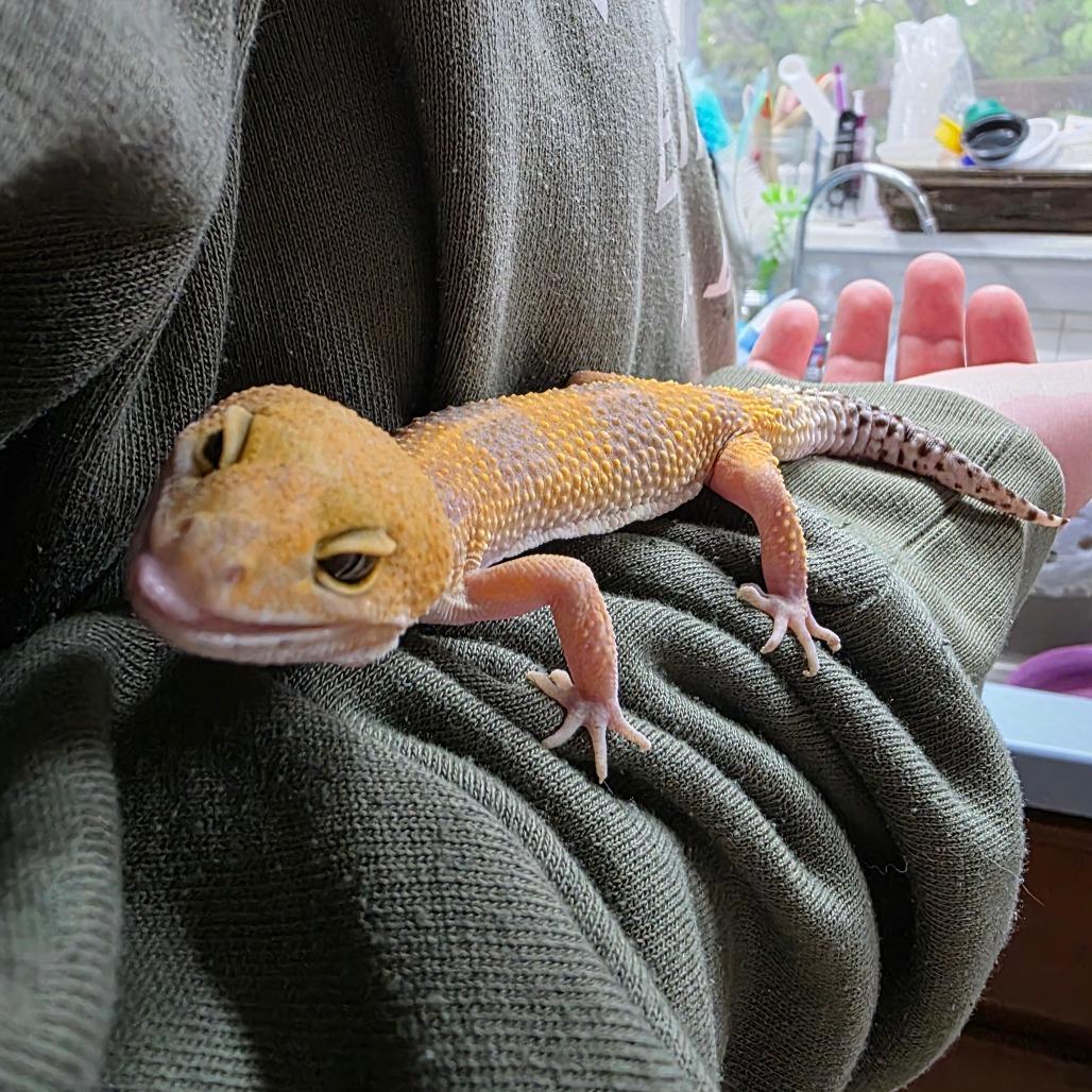 Rose, Adoptable, Senior Female Gecko.