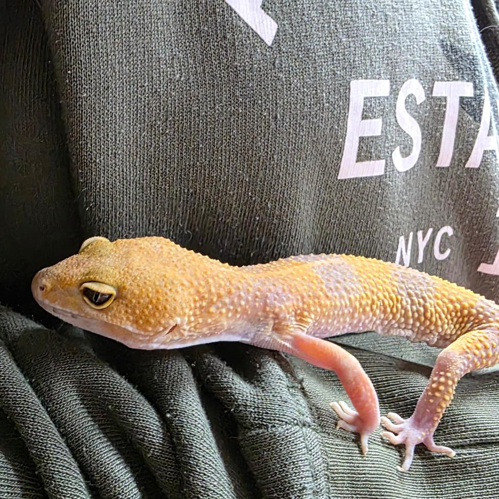 Enlarge Rose, a Adoptable Gecko in Frederick, MD image 2/3