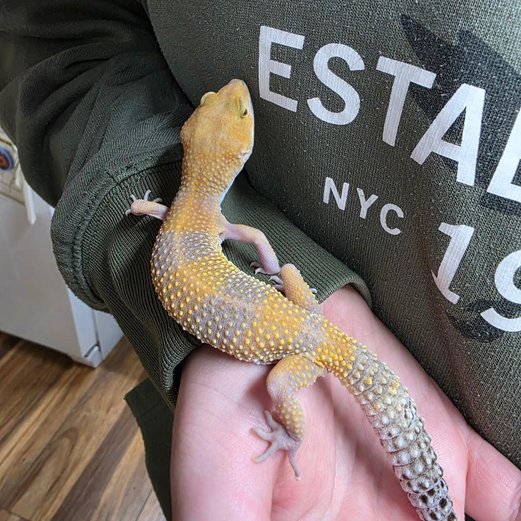 Enlarge Rose, a Adoptable Gecko in Frederick, MD image 3/3