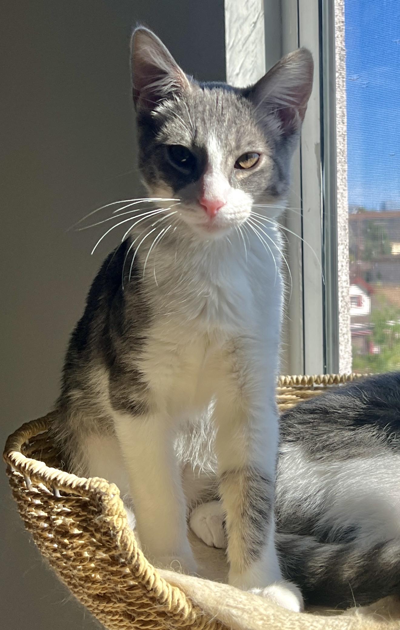 Xochitl, ADOPTABLE, Young Male Domestic Short Hair.