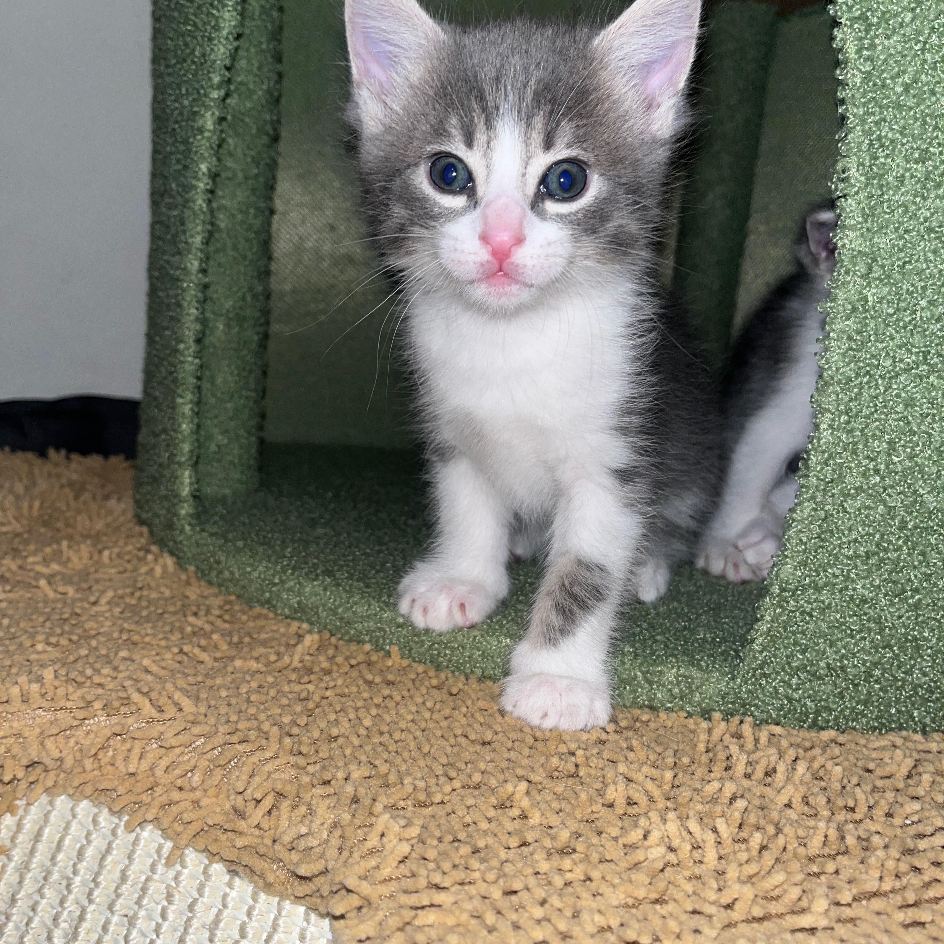 Xochitl, ADOPTABLE, Kitten Male Domestic Short Hair.