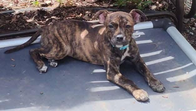 Camry, Adoptable, Puppy Female Pit Bull Terrier.