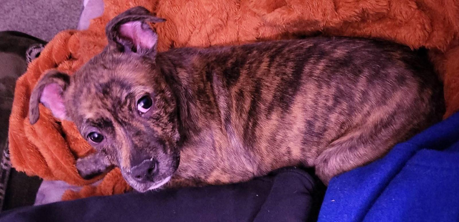 Enlarge Camry, a Adoptable Pit Bull Terrier in New London, WI image 2/3