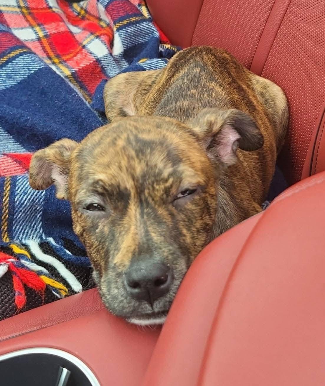 Enlarge Camry, a Adoptable Pit Bull Terrier in New London, WI image 3/3