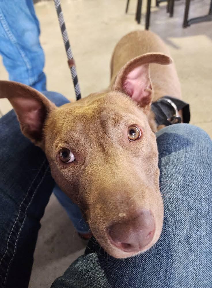 Enlarge Sterling, a Adoptable mixed breed in Lexington, MO image 1/6