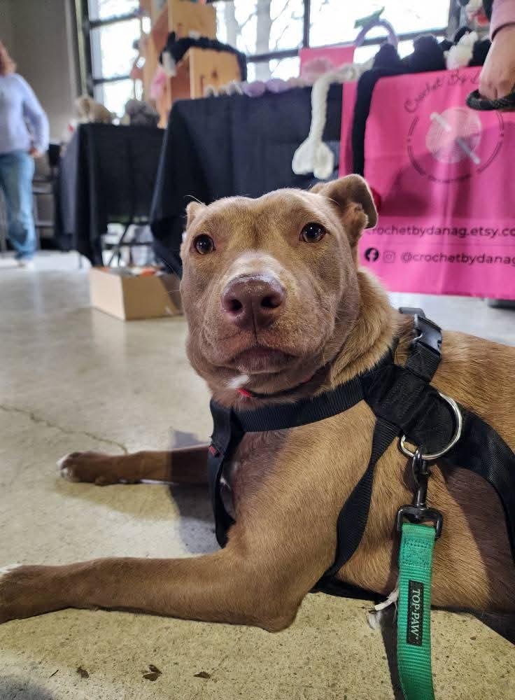 Enlarge Sterling, a Adoptable mixed breed in Lexington, MO image 3/6