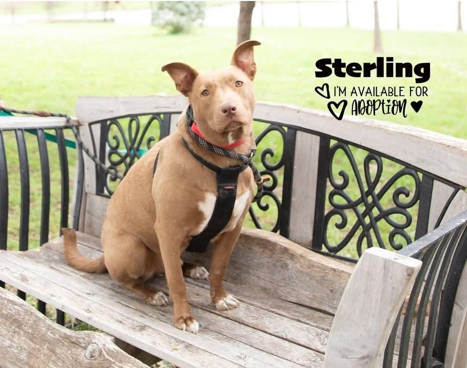 Enlarge Sterling, a Adoptable mixed breed in Lexington, MO image 4/6