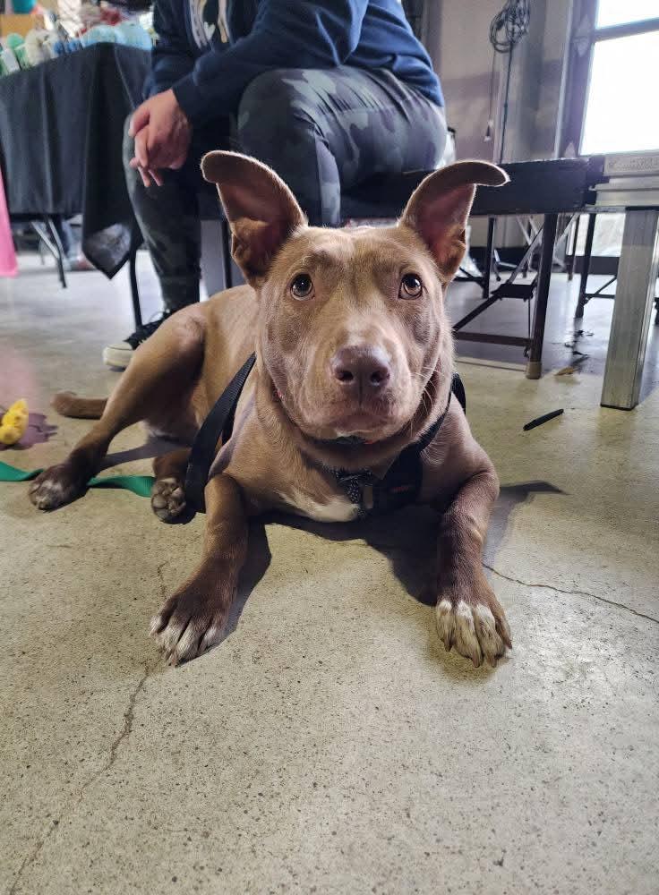 Enlarge Sterling, a Adoptable mixed breed in Lexington, MO image 5/6