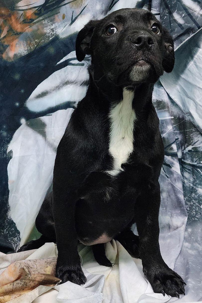 252054 Phoebe — thumbnail 3