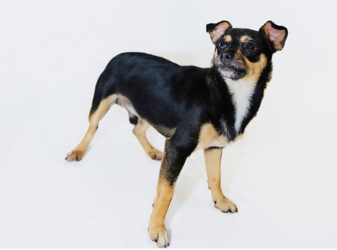 Enlarge Chase, a Adoptable Chihuahua in York, SC image 1/1