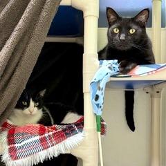 Mikey, Adoptable, Adult Male Domestic Short Hair & Domestic Short Hair.