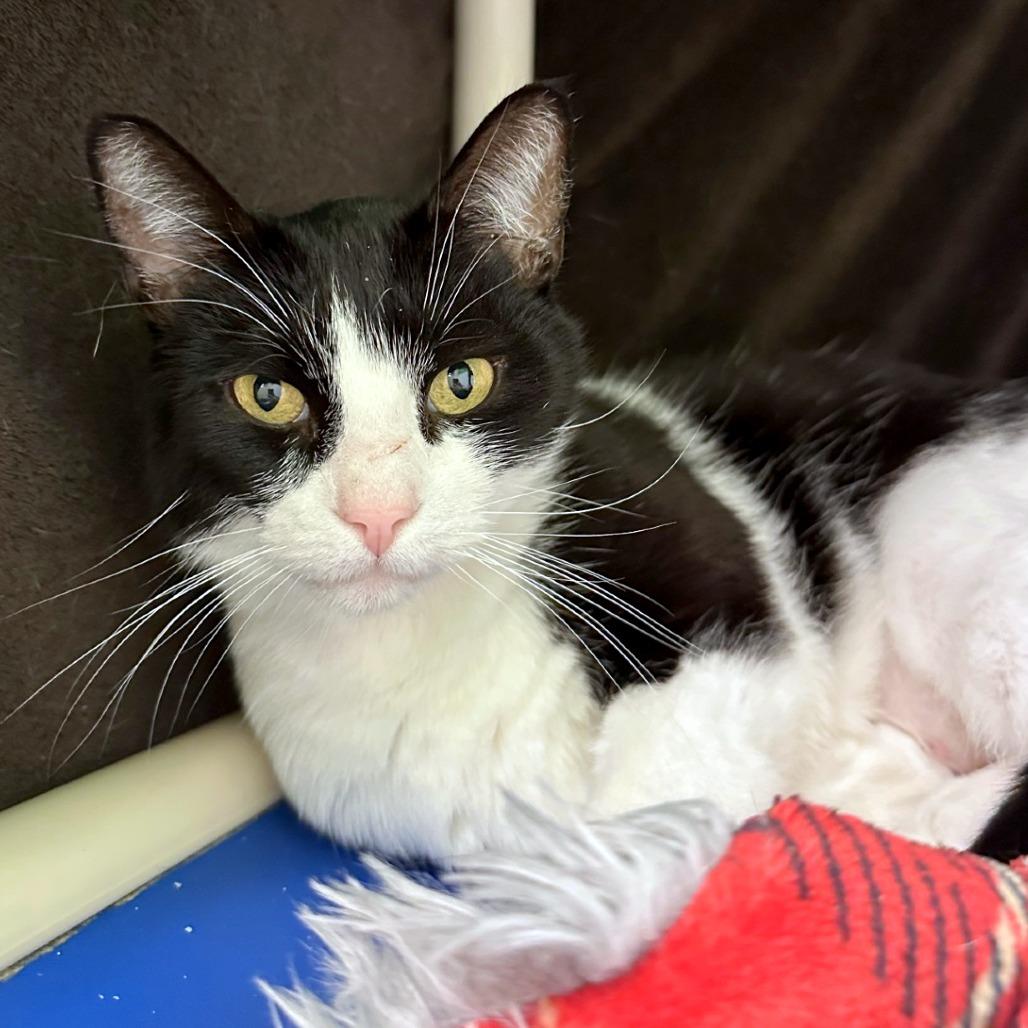 Mikey, a Adoptable mixed breed in Woodinville, WA image 2/5