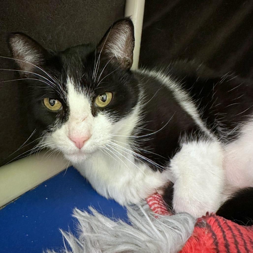 Mikey, a Adoptable mixed breed in Woodinville, WA image 4/5