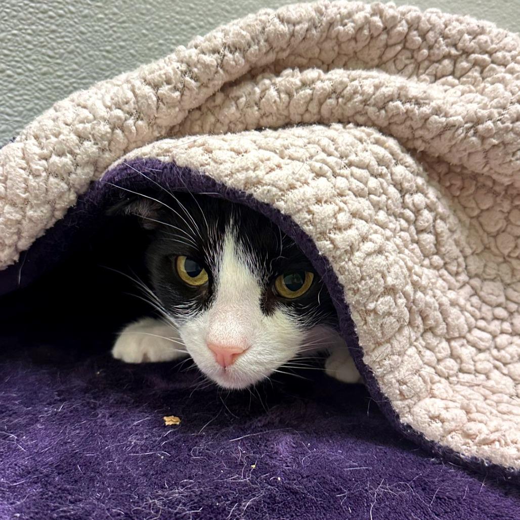 Enlarge Mikey, a Adoptable mixed breed in Woodinville, WA image 5/6