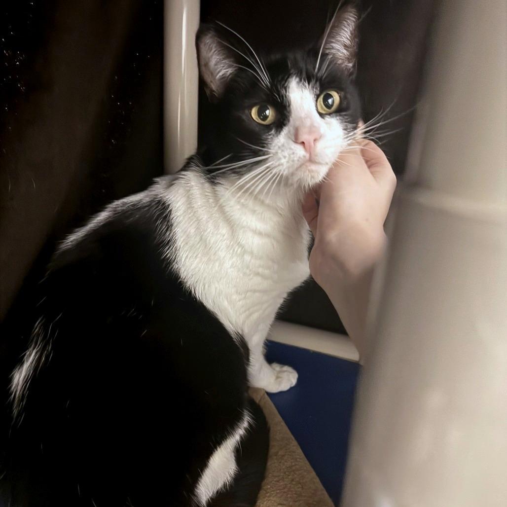 Mikey, a Adoptable mixed breed in Woodinville, WA image 5/5