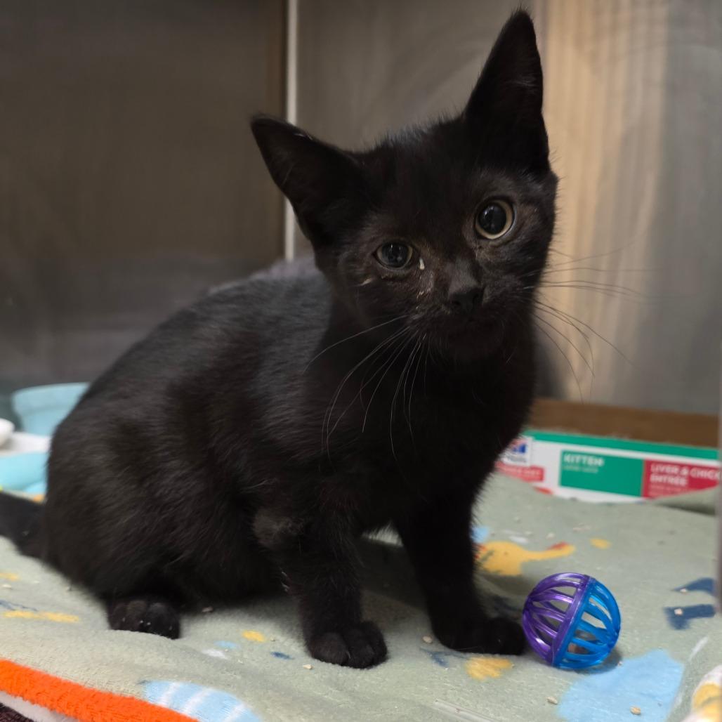 Pepperclove, Adoptable, Kitten Male Domestic Short Hair.