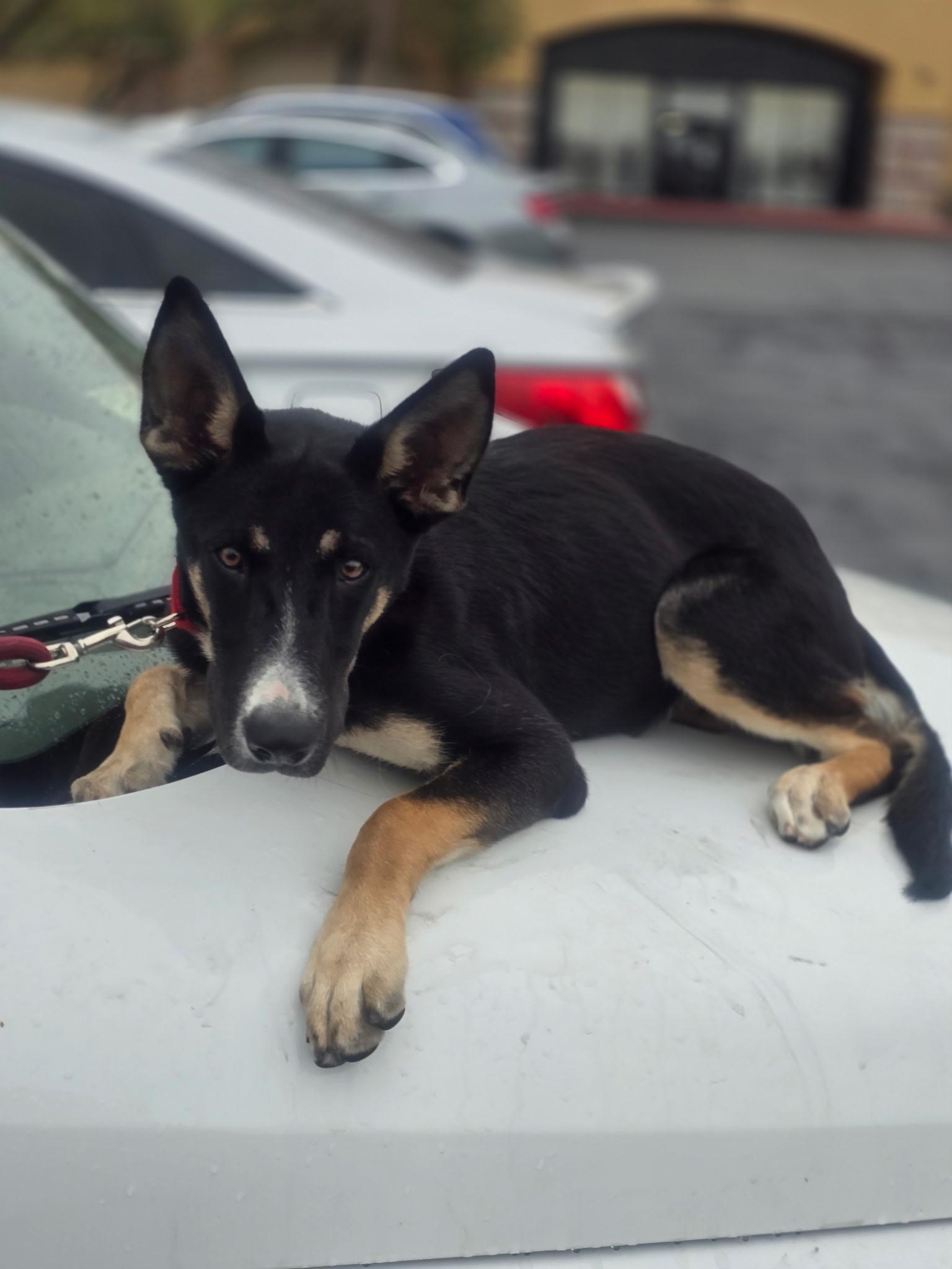 Enlarge SHAKIRA, a ADOPTABLE mixed breed in Las Vegas, NV image 4/5