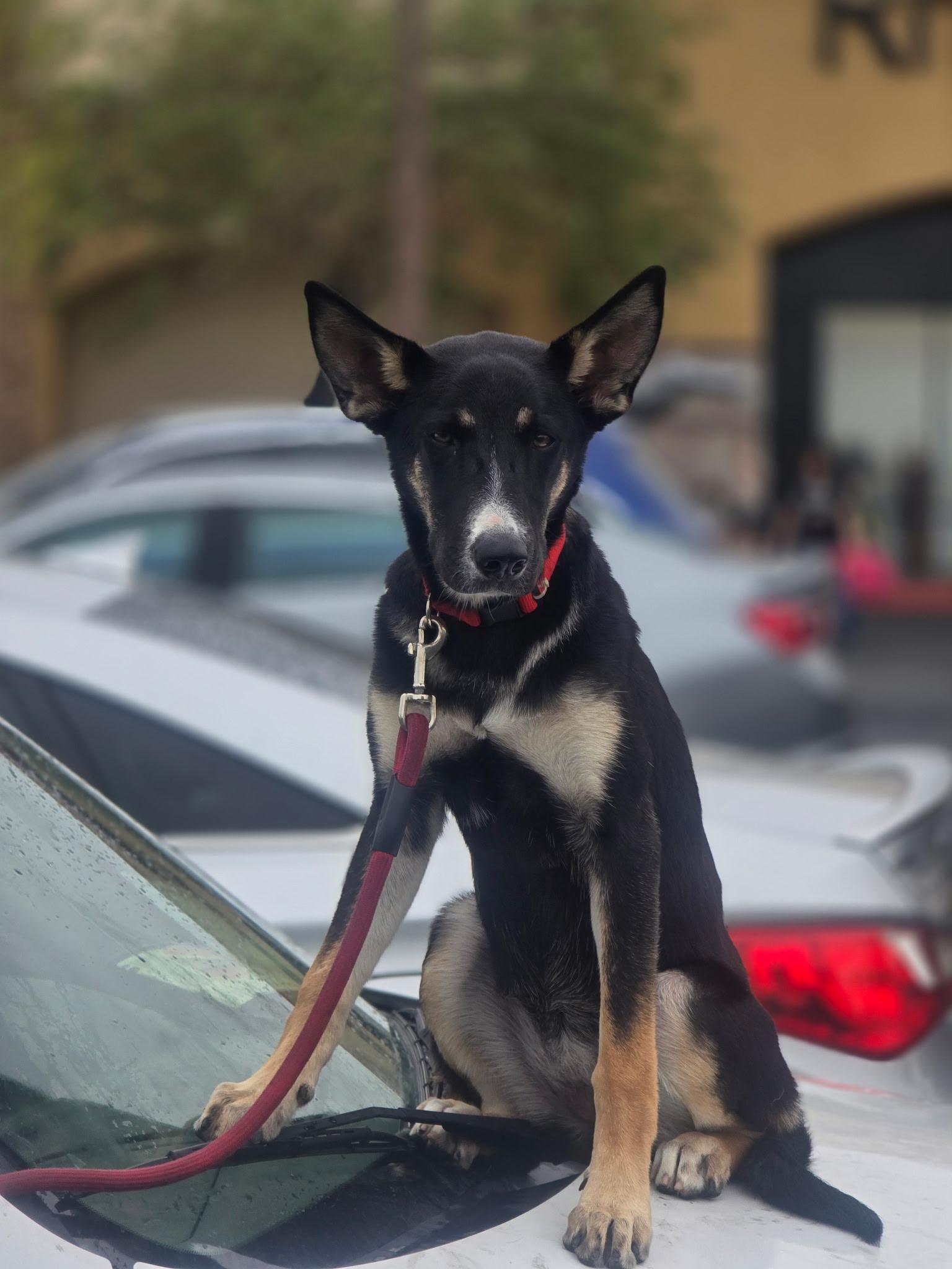 Enlarge SHAKIRA, a ADOPTABLE mixed breed in Las Vegas, NV image 2/5