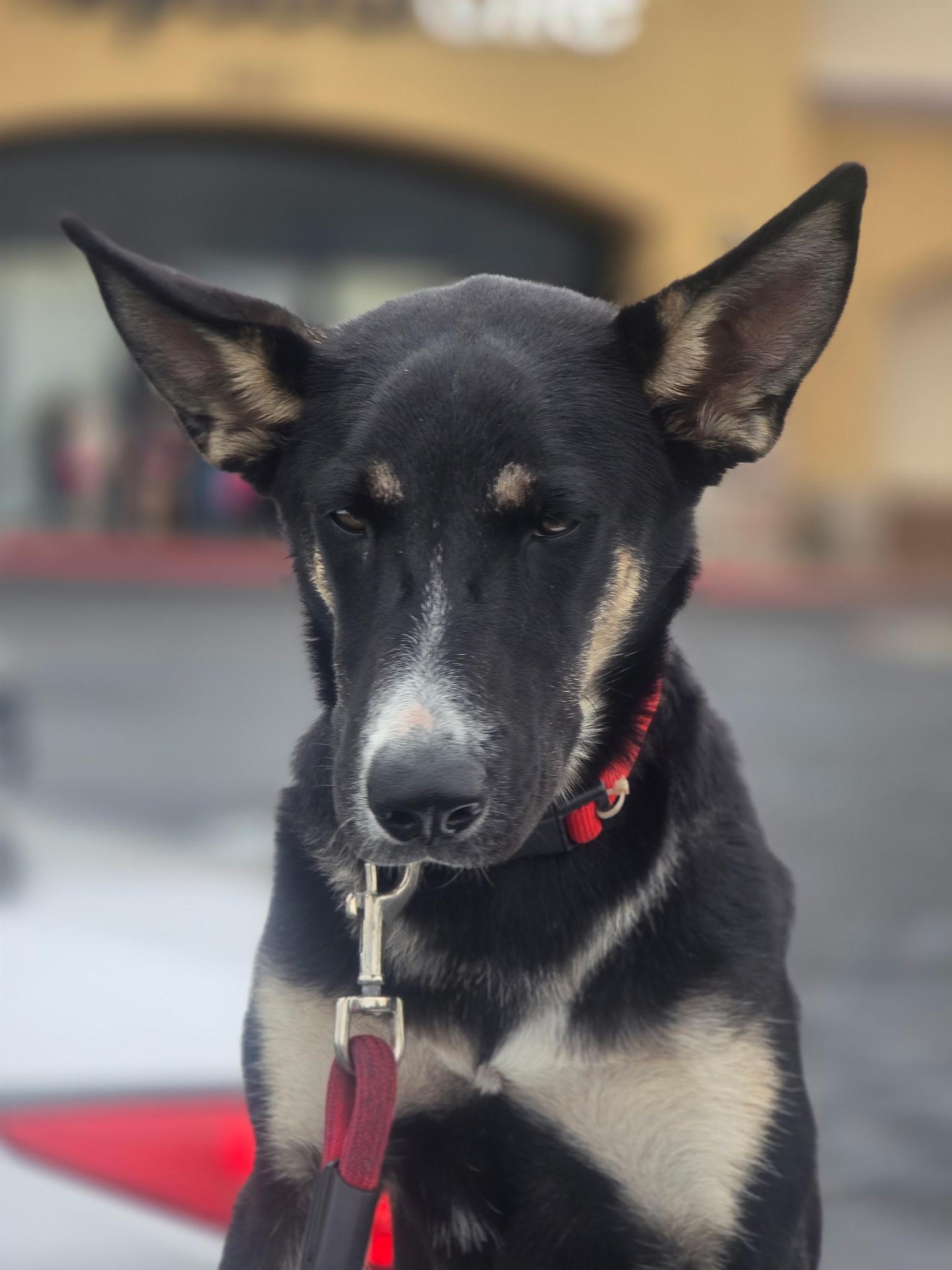 SHAKIRA, ADOPTABLE, Puppy Female Shepherd.