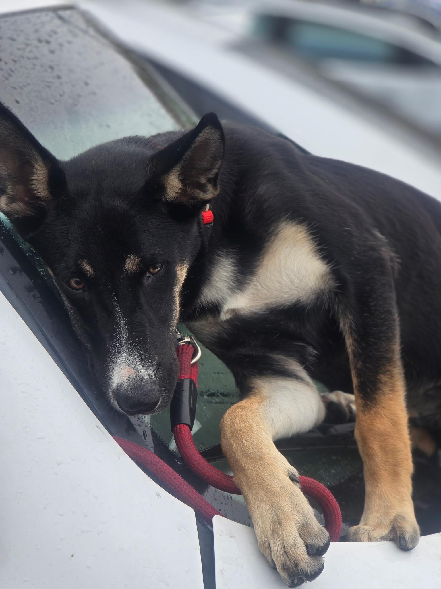 Enlarge SHAKIRA, a ADOPTABLE mixed breed in Las Vegas, NV image 5/5