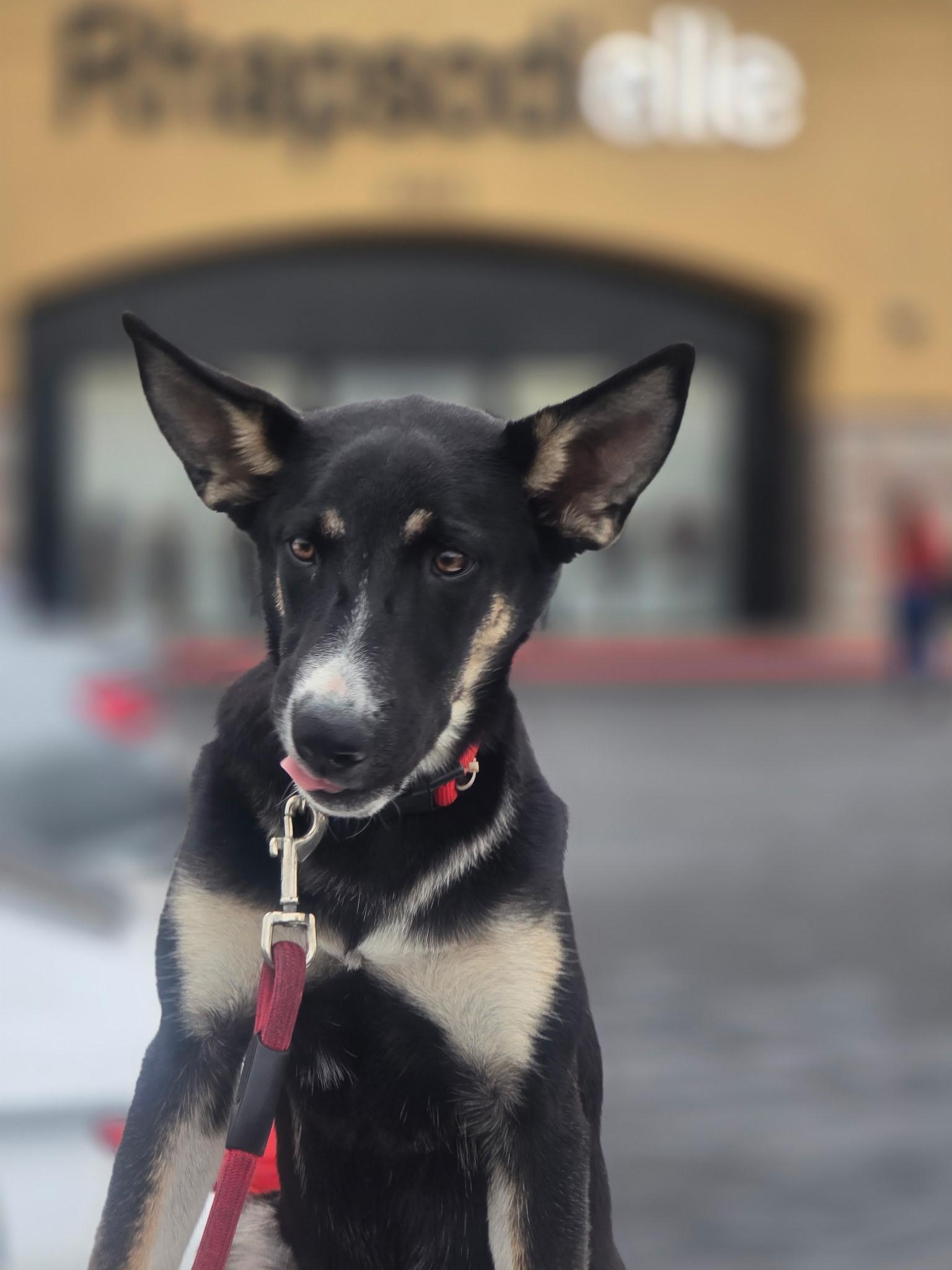 Enlarge SHAKIRA, a ADOPTABLE mixed breed in Las Vegas, NV image 3/5