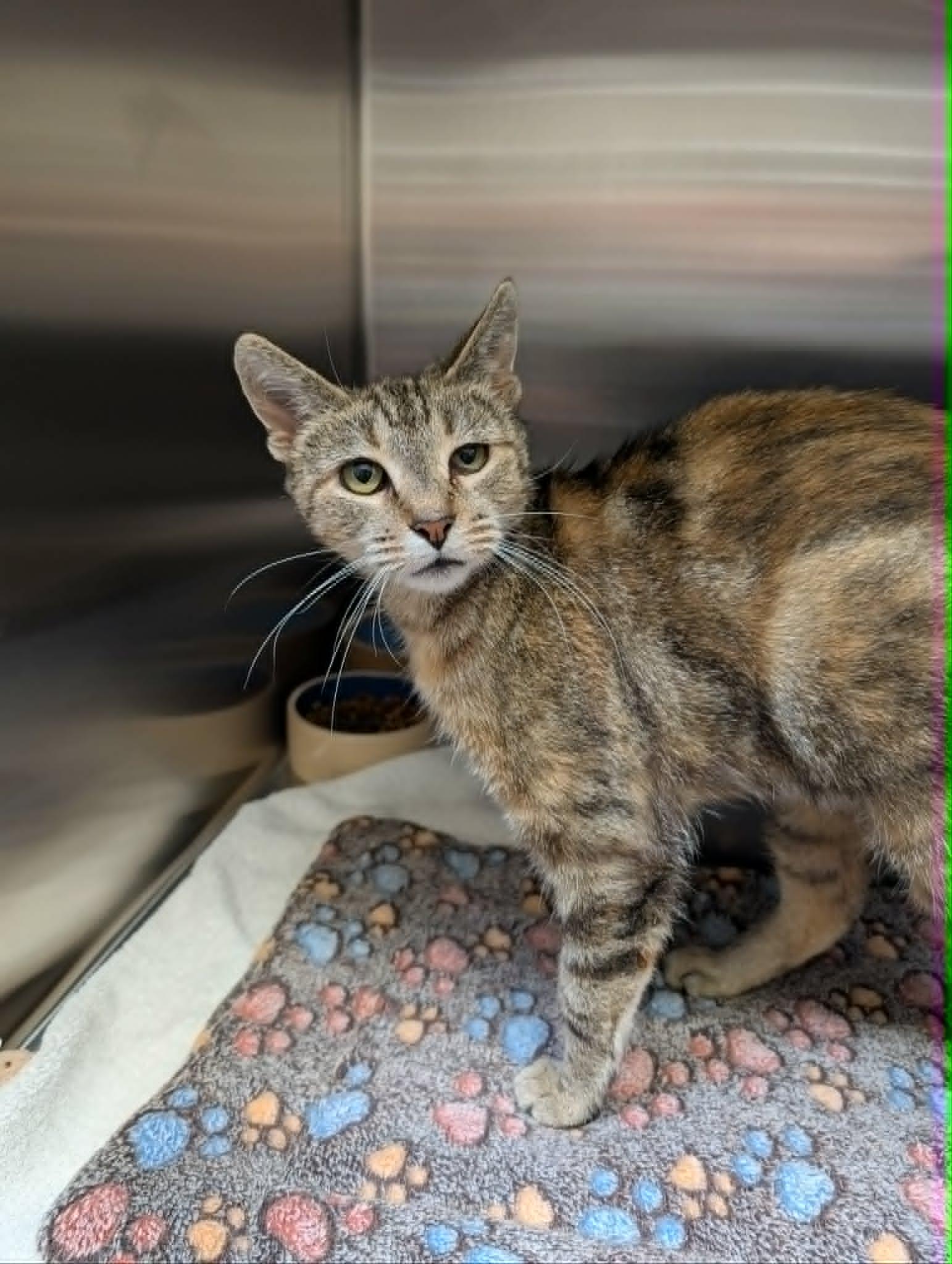 Maxi, ADOPTABLE, Adult Female Domestic Short Hair.