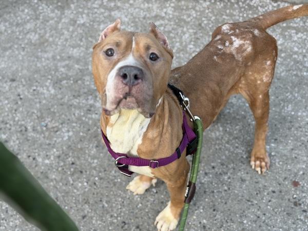 Lavender thumbnail 3