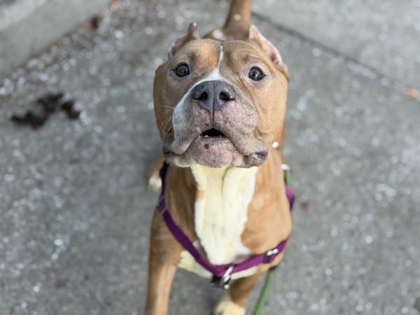 Lavender thumbnail 4