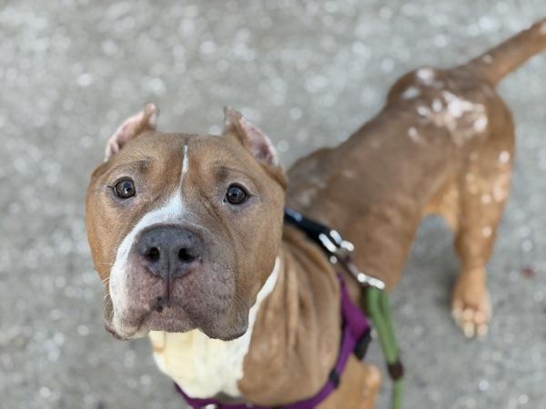 Lavender thumbnail 5