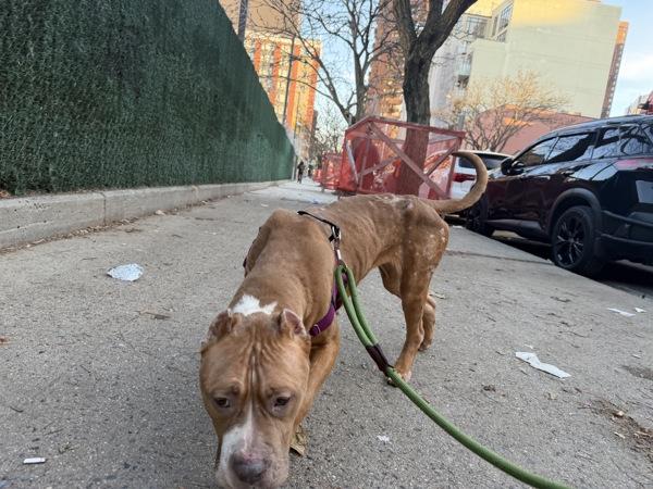 Lavender thumbnail 6