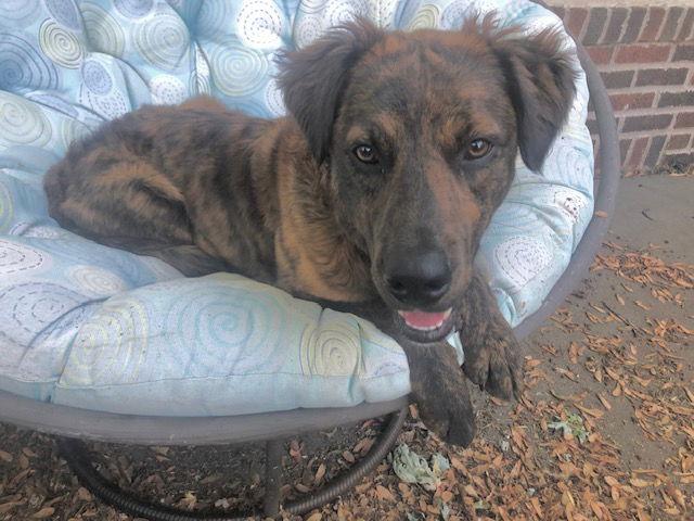 Enlarge Scout, a Adoptable mixed breed in Minneapolis, MN image 1/3