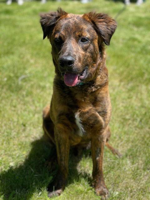 Enlarge Scout, a Adoptable mixed breed in Minneapolis, MN image 2/3