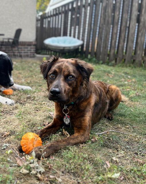 Enlarge Scout, a Adoptable mixed breed in Minneapolis, MN image 3/3