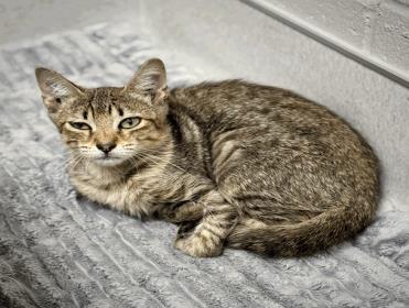 Star, Adoptable, Adult Female Domestic Short Hair & Domestic Short Hair.