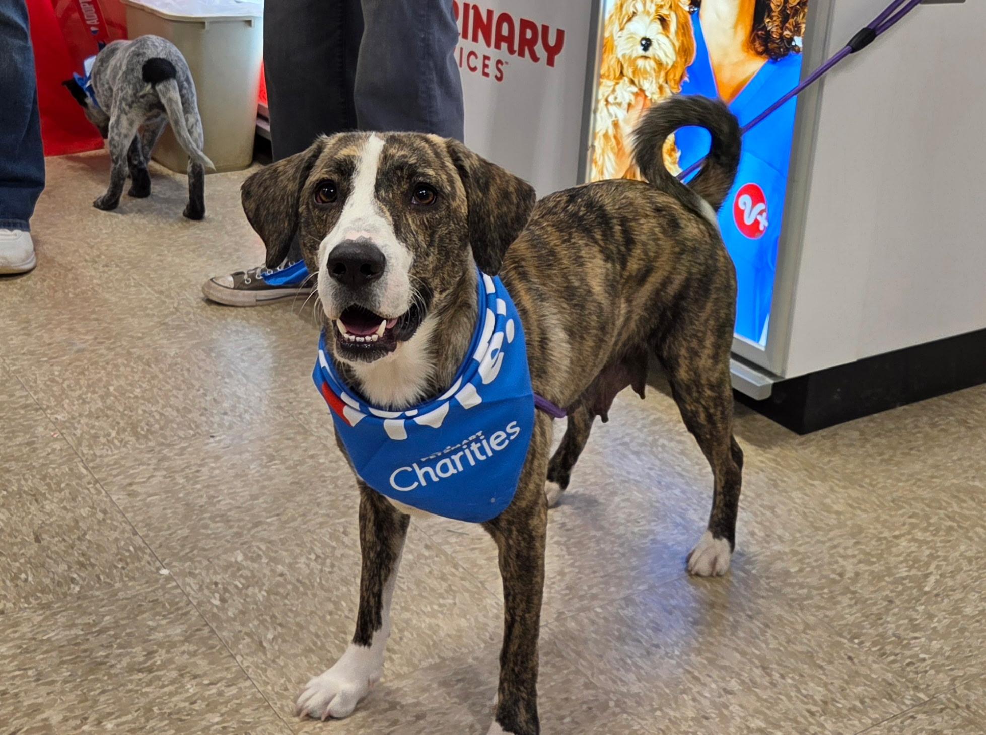Millie, ADOPTABLE, Young Female Plott Hound.