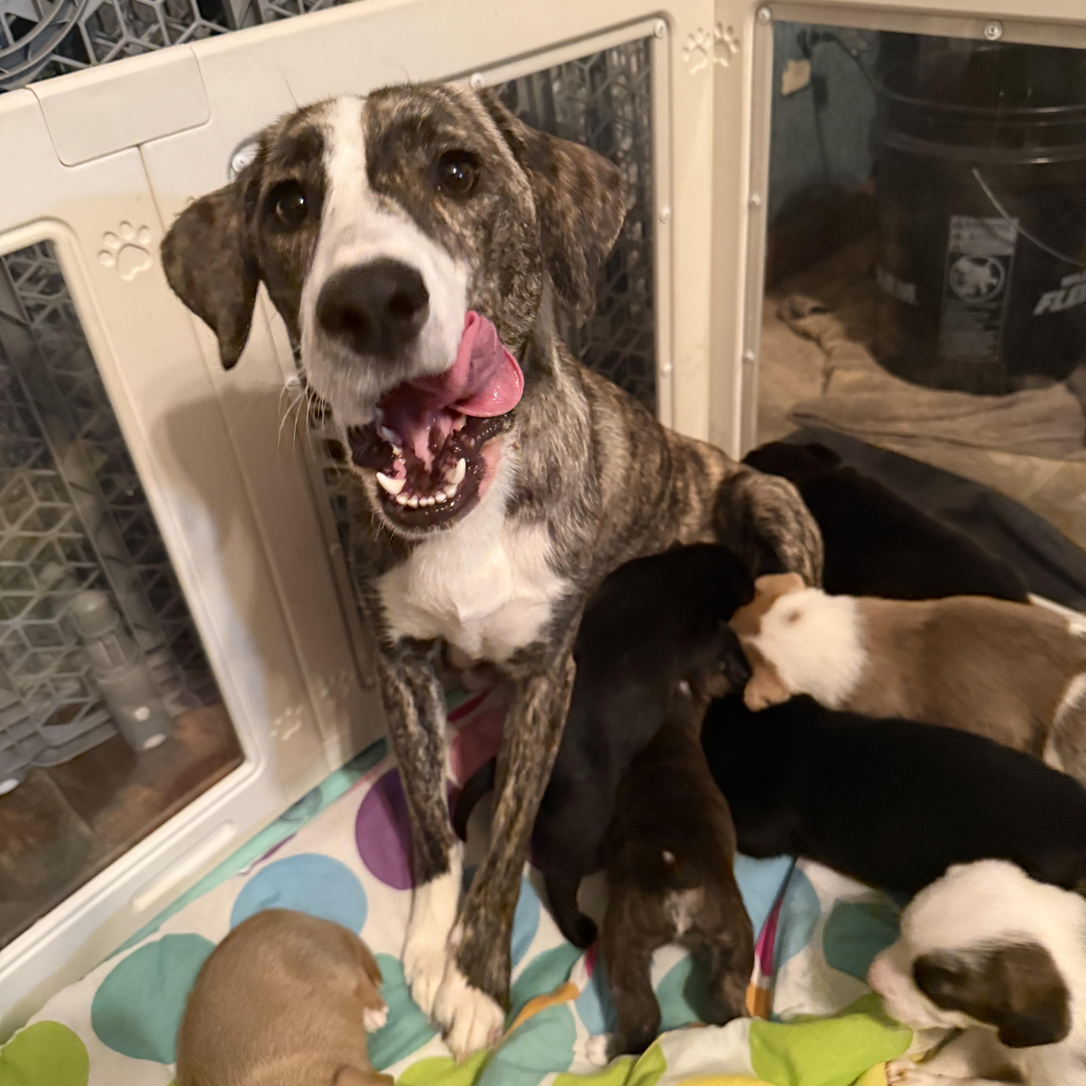 Millie, a ADOPTABLE mixed breed in Elkhorn, WI image 3/3