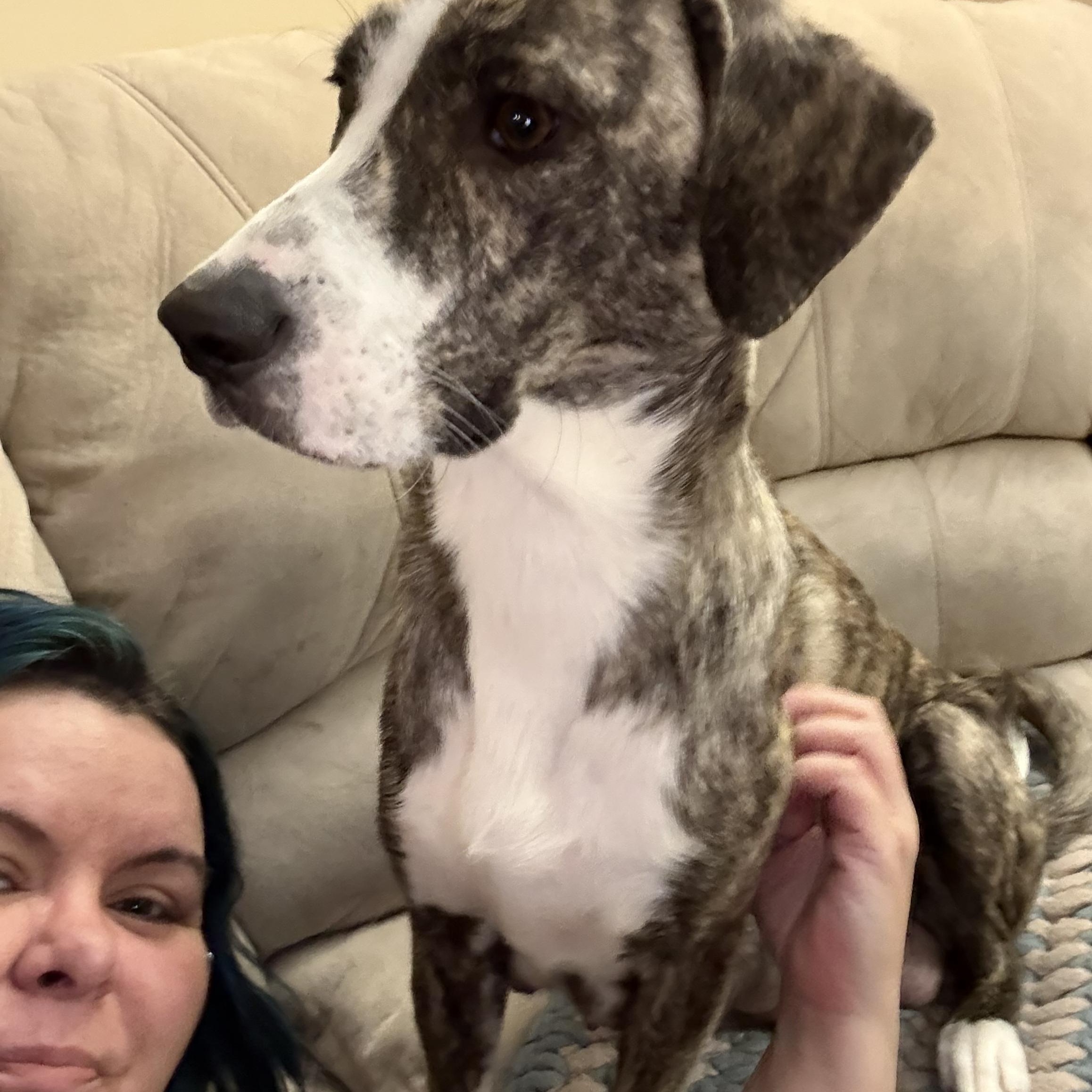 Millie, a ADOPTABLE mixed breed in Elkhorn, WI image 2/3