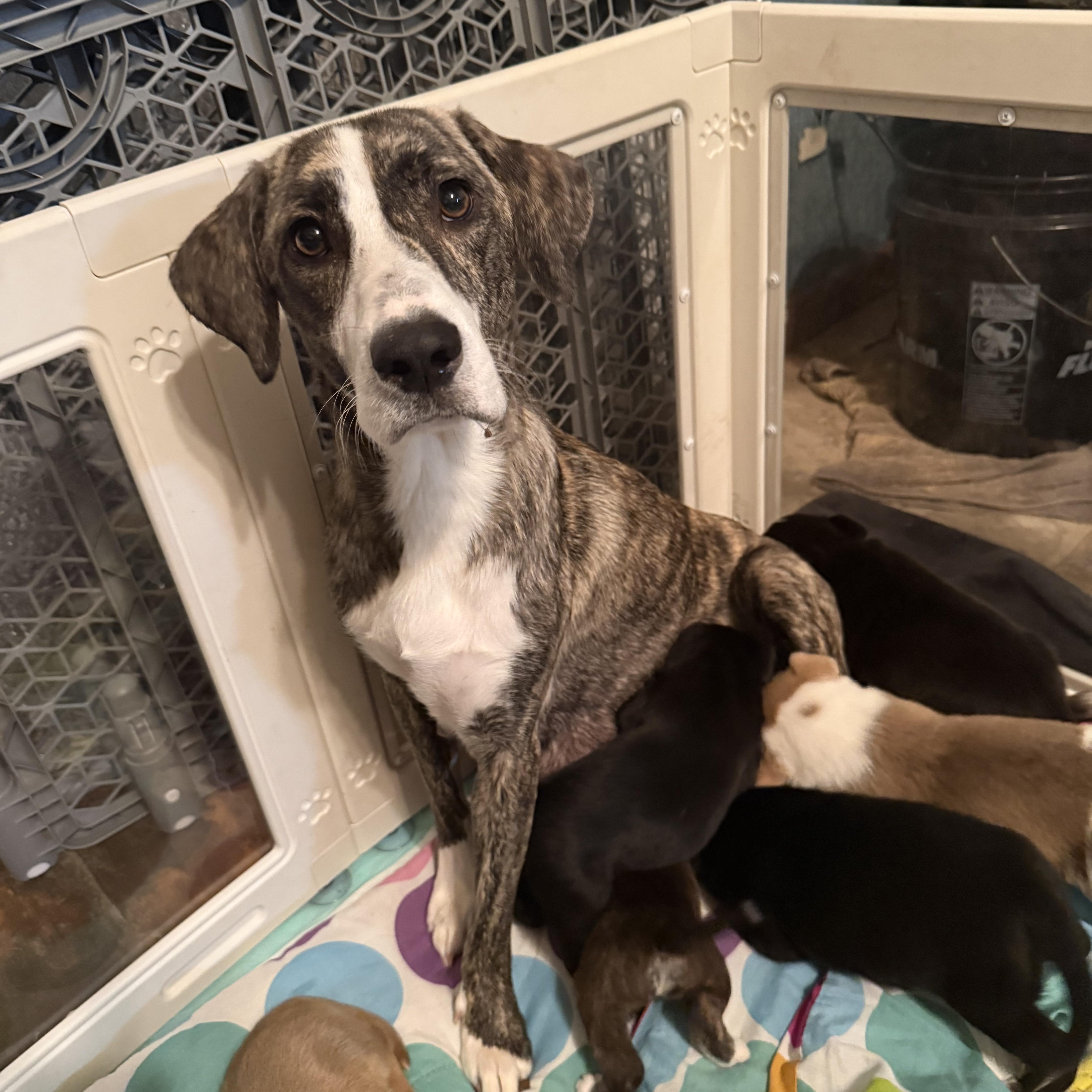 Millie, ADOPTABLE, Young Female Plott Hound.