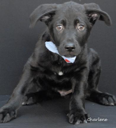 Lick Jagger thumbnail 2