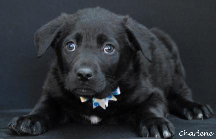 Lick Jagger thumbnail 3