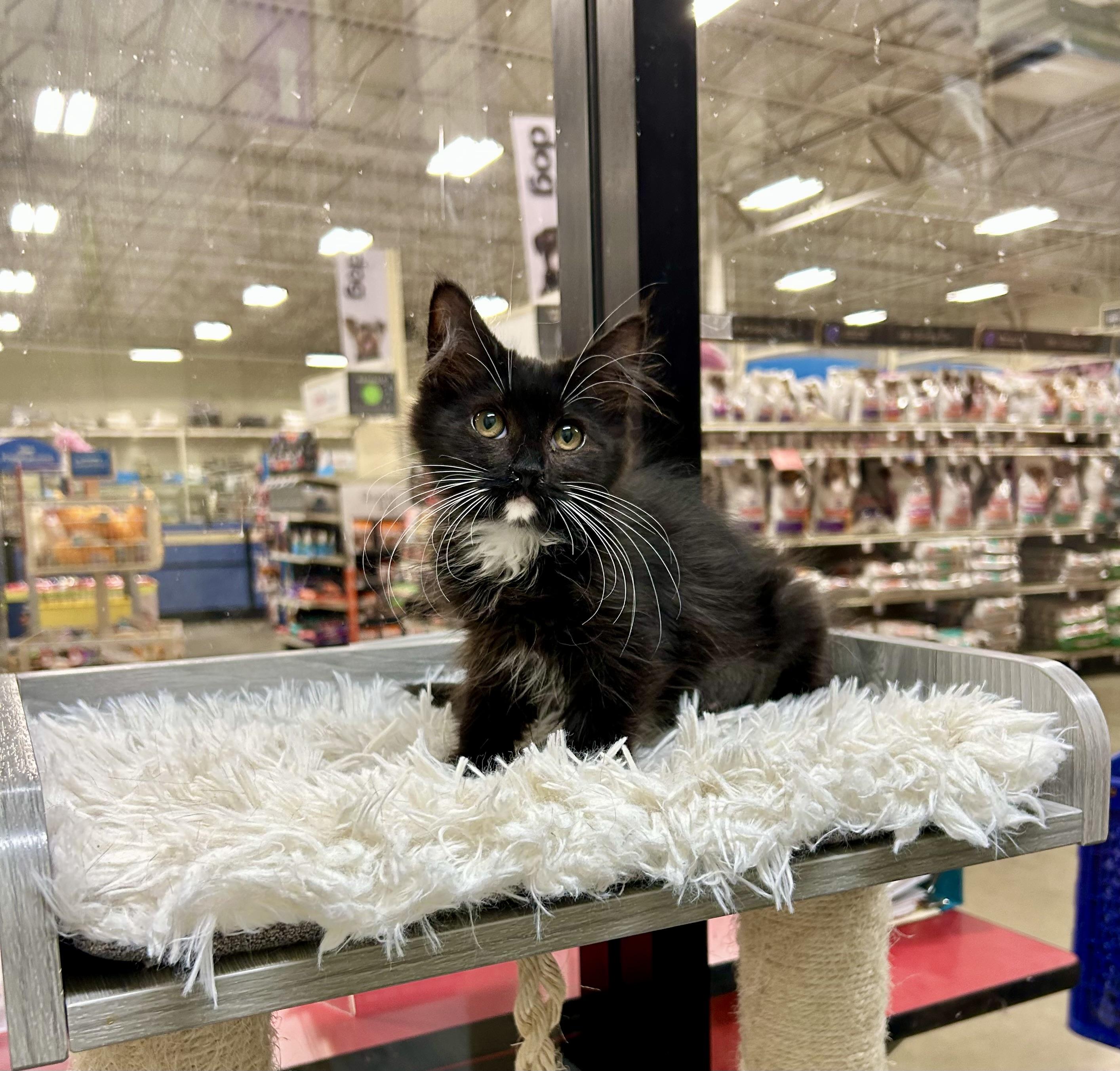 Star Patch, Baby Female Maine Coon
