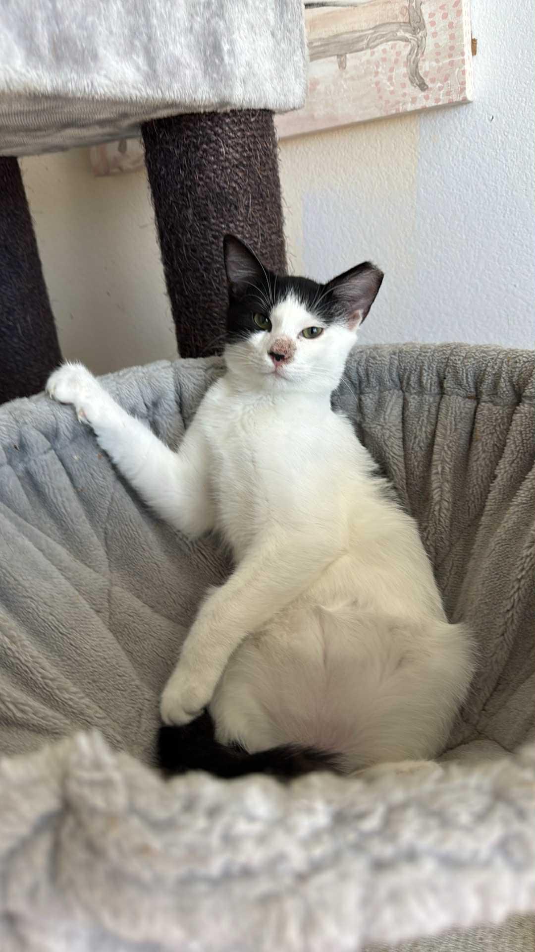 Julo, Adoptable, Young Male Domestic Short Hair.