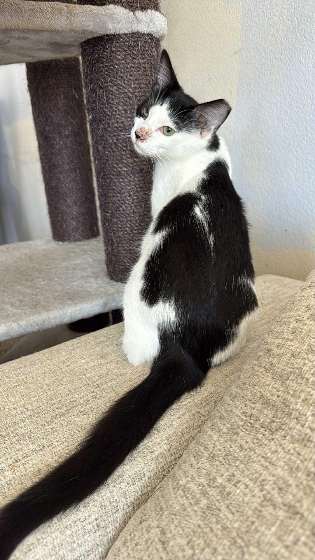 Julo, a Adoptable Domestic Short Hair in Charlotte, NC image 2/4